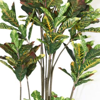 Laura Ashley Home Tall Croton Multiple Trunks Tree in Urn
