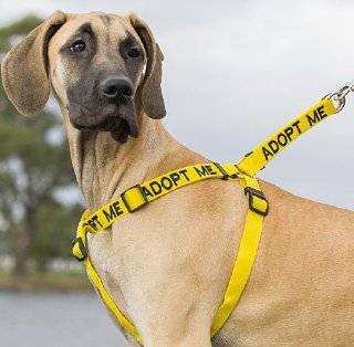 "ADOPT ME" Yellow Color Coded Non pull Dog Harness (New Home Needed) Donate To Your Local Charity  Pet Halter Harnesses 