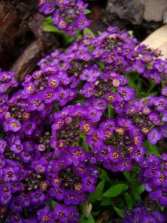 60+ Violet Queen Sweet Fragrant Alyssum Perennial Flower Seeds  Flowering Plants  Patio, Lawn & Garden