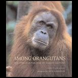 Among Orangutans