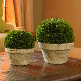 Preserved Boxwood Ball with Gray Pot   Topiaries