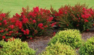 3 Gallon   Cherry Razzle Dazzle Crape Myrtle  Shrub Plants  Patio, Lawn & Garden