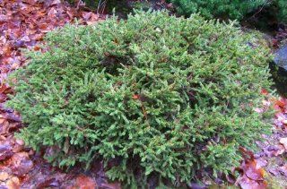 Dwarf Norway Spruce Kluis 2   Year Graft  Tree Plants  Patio, Lawn & Garden
