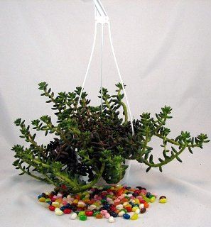 Jelly Bean Plant   Sedum   Easy to grow House Plant Patio, Lawn & Garden