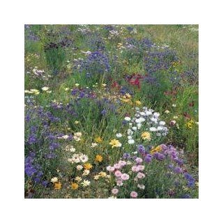 Suffolk Herbs   Field Hedge Row Mix  Flowering Plants  Patio, Lawn & Garden
