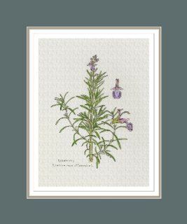 Botanical Print of Rosemary Herb From Culinary Herbs Group, Double Matted 11 x 14 Inches, High Quality Giclee Print   Watercolor Paintings