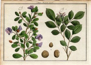 Antique Botany Print SHRUBS NICKERNUT SOPHORA PEA FLOWERED TREE Houttuyn 1774   Etchings Prints