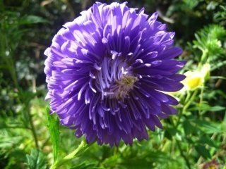 30 DUCHESS DARK BLUE PAEONY ASTER French Peony Callistephus Flower Seeds *Comb S/H  Flowering Plants  Patio, Lawn & Garden