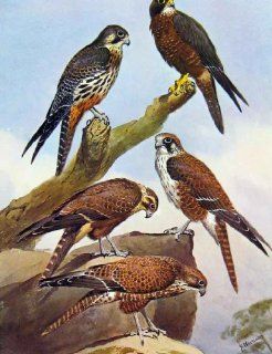 Antique Print of Eagles Hawks & Falcons New Zealand Hawk Brown Hawk   Prints