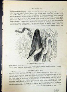 Antique Print of Common Nuthatch Sitta Coesia Brehm Jones C1860 Cassell'S Birds  