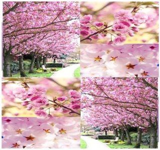 8 JAPANESE SAKURA FLOWERING CHERRY Tree Seeds ~ Prunus serrulata Cherry Blossom  Tree Plants  Patio, Lawn & Garden