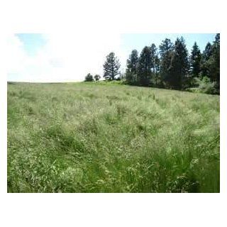 Meadow Brome Seed (Cache)   25 Pound   Wizard Seed LLC  Grass Plants  Patio, Lawn & Garden