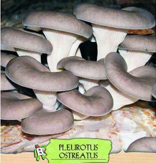 Seeds and Things 10 Grams(Pleurotus Ostreatus), Approximately 1, 000 inert carrier Seeds Coated with the Mushroom Spore Oyster (Pleurotus Ostreatus)  Vegetable Plants  Patio, Lawn & Garden