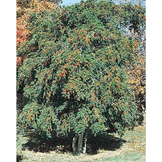 2.25 Gallon Insignificant Weeping Yaupon Holly (L3521)