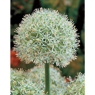 2 Pack Mount Everest Globe Alliums