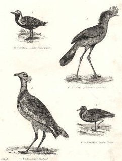 BIRDSBustard Squatarola;Grey Sand Piper;Marcgrave Cariama;Gt;Golden Plover;1880   Prints
