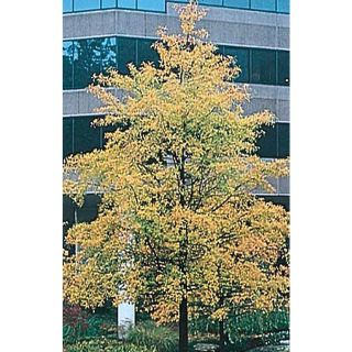 43.5 Gallon Willow Oak (L1407)