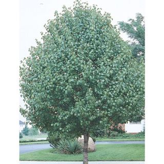 3.74 Gallon Bradford Flowering Pear (L3235)