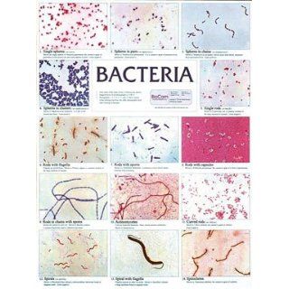 SciEd Bacteria Chart; Contains 14 photomicrographs