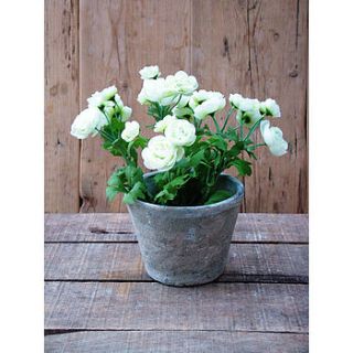 silk potted ranunculus plant by funky bunch
