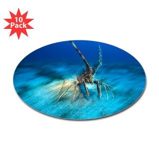 Spiny lobster   Decal by sciencephotos