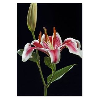 Stargazer lily (Lilium sp.) ag Invitations by ADMIN_CP_GETTY35497297