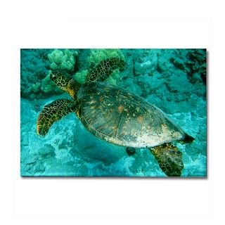 Sea Turtle Rectangle Magnet by hawaiidolphin
