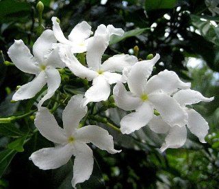 Pinwheel Jasmine Plant   Tabernaemontana   Very Fragrant   6" Pot  Flowering Plants  Patio, Lawn & Garden