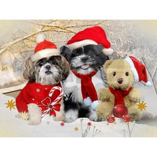 Shih Tzu & Teddy Christmas 2.25 Magnet (10 pack) by friskybizpets
