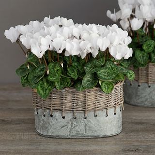 winter white cyclamen vintage style planter by the flower studio