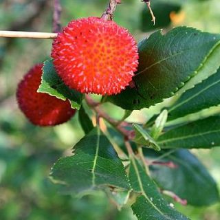 strawberry tree by plants delivered