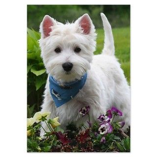 Westie puppy in garden Invitations by ADMIN_CP_GETTY35497297