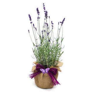 fragrant english lavender plant by giftaplant
