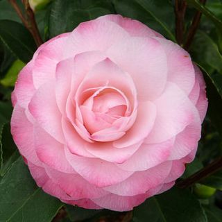 pearl anniversary camellia nuccio's pearl by giftaplant