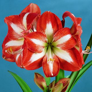 christmas plants   amaryllis christmas star by giftaplant