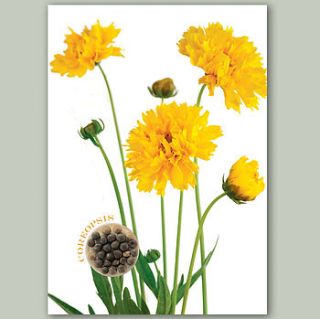 coreopsis flower card with seeds to grow by think bubble