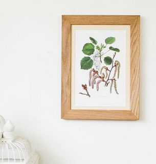 framed vintage aspen tree print by bonnie and bell