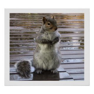 Cute Grey Squirrel Art Poster