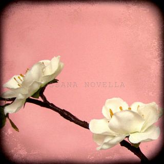 apple blossom print or canvas by rossana novella wall decor