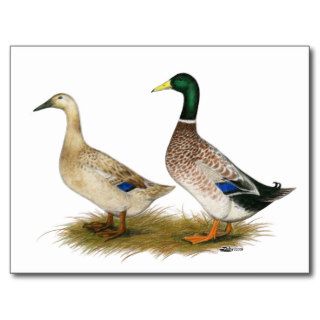 Ducks  Silver Welsh Harlequin Postcard