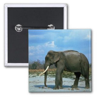 Indian Elephant huge bull Pin