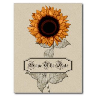 Elegant Orange Brown Sunflower Tan Background  Sav Postcards
