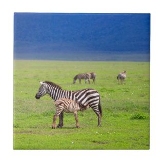 Zebras Ceramic Tiles