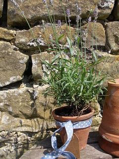 lavender hidcote gift plant in reclaimed pot by aunt maud