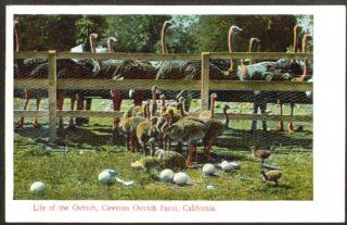 Eggs Chicks + Cawston Ostrich Farm CA postcard 191? Entertainment Collectibles
