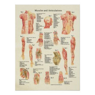 Muscles and Articulations Human Anatomy Poster
