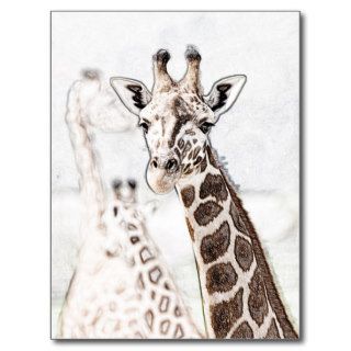 Giraffe Sketch Post Cards