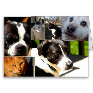 Congratulations on Adopting (animal, Pets) Card