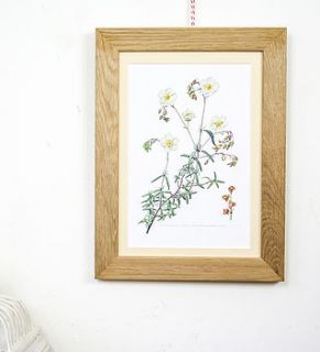 vintage print framed 'white rock rose' by bonnie and bell