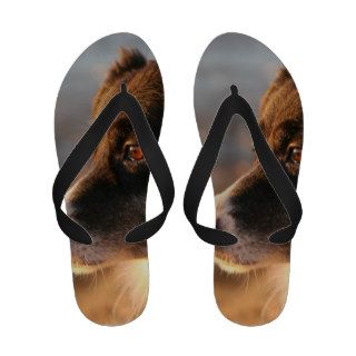 Border Collie Dog Sandals
